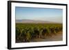 Vineyards in San Joaquin Valley, California, United States of America, North America-Yadid Levy-Framed Photographic Print