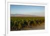 Vineyards in San Joaquin Valley, California, United States of America, North America-Yadid Levy-Framed Photographic Print