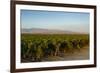 Vineyards in San Joaquin Valley, California, United States of America, North America-Yadid Levy-Framed Photographic Print