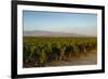 Vineyards in San Joaquin Valley, California, United States of America, North America-Yadid Levy-Framed Photographic Print