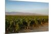 Vineyards in San Joaquin Valley, California, United States of America, North America-Yadid Levy-Mounted Photographic Print