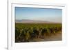 Vineyards in San Joaquin Valley, California, United States of America, North America-Yadid Levy-Framed Photographic Print