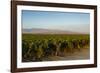 Vineyards in San Joaquin Valley, California, United States of America, North America-Yadid Levy-Framed Photographic Print