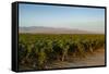 Vineyards in San Joaquin Valley, California, United States of America, North America-Yadid Levy-Framed Stretched Canvas