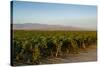 Vineyards in San Joaquin Valley, California, United States of America, North America-Yadid Levy-Stretched Canvas