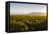 Vineyards in San Joaquin Valley, California, United States of America, North America-Yadid Levy-Framed Stretched Canvas