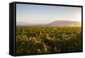 Vineyards in San Joaquin Valley, California, United States of America, North America-Yadid Levy-Framed Stretched Canvas