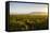 Vineyards in San Joaquin Valley, California, United States of America, North America-Yadid Levy-Framed Stretched Canvas