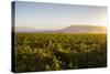 Vineyards in San Joaquin Valley, California, United States of America, North America-Yadid Levy-Stretched Canvas