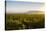 Vineyards in San Joaquin Valley, California, United States of America, North America-Yadid Levy-Stretched Canvas