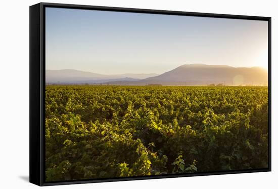 Vineyards in San Joaquin Valley, California, United States of America, North America-Yadid Levy-Framed Stretched Canvas