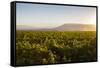 Vineyards in San Joaquin Valley, California, United States of America, North America-Yadid Levy-Framed Stretched Canvas