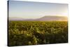 Vineyards in San Joaquin Valley, California, United States of America, North America-Yadid Levy-Stretched Canvas