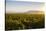 Vineyards in San Joaquin Valley, California, United States of America, North America-Yadid Levy-Stretched Canvas