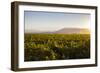 Vineyards in San Joaquin Valley, California, United States of America, North America-Yadid Levy-Framed Photographic Print