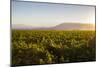 Vineyards in San Joaquin Valley, California, United States of America, North America-Yadid Levy-Mounted Photographic Print