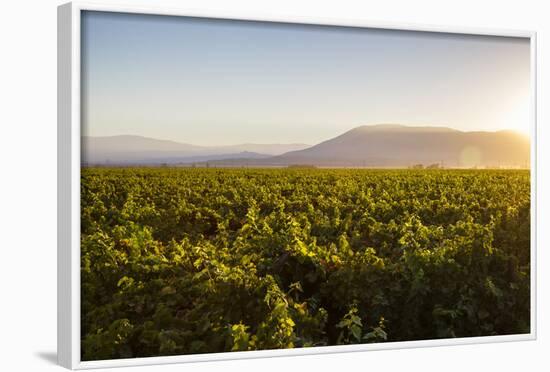 Vineyards in San Joaquin Valley, California, United States of America, North America-Yadid Levy-Framed Photographic Print