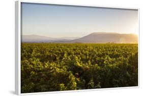 Vineyards in San Joaquin Valley, California, United States of America, North America-Yadid Levy-Framed Photographic Print