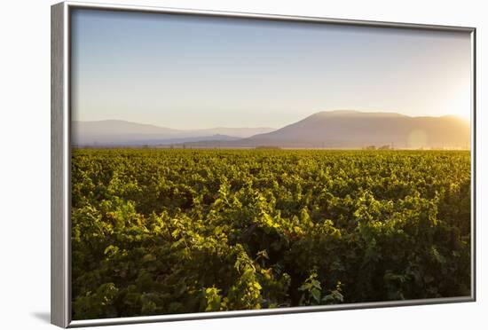 Vineyards in San Joaquin Valley, California, United States of America, North America-Yadid Levy-Framed Photographic Print