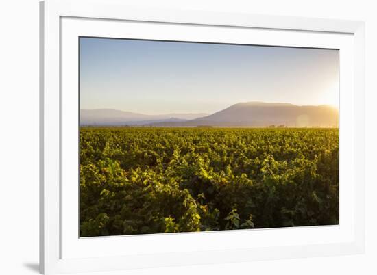 Vineyards in San Joaquin Valley, California, United States of America, North America-Yadid Levy-Framed Photographic Print