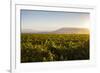 Vineyards in San Joaquin Valley, California, United States of America, North America-Yadid Levy-Framed Photographic Print