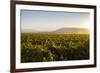 Vineyards in San Joaquin Valley, California, United States of America, North America-Yadid Levy-Framed Photographic Print