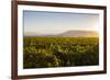 Vineyards in San Joaquin Valley, California, United States of America, North America-Yadid Levy-Framed Photographic Print