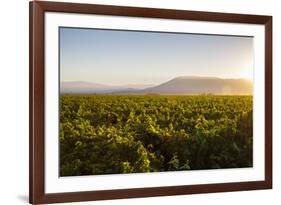 Vineyards in San Joaquin Valley, California, United States of America, North America-Yadid Levy-Framed Photographic Print