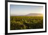 Vineyards in San Joaquin Valley, California, United States of America, North America-Yadid Levy-Framed Photographic Print