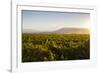 Vineyards in San Joaquin Valley, California, United States of America, North America-Yadid Levy-Framed Photographic Print