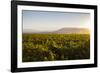 Vineyards in San Joaquin Valley, California, United States of America, North America-Yadid Levy-Framed Photographic Print