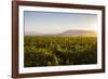 Vineyards in San Joaquin Valley, California, United States of America, North America-Yadid Levy-Framed Photographic Print