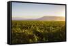 Vineyards in San Joaquin Valley, California, United States of America, North America-Yadid Levy-Framed Stretched Canvas