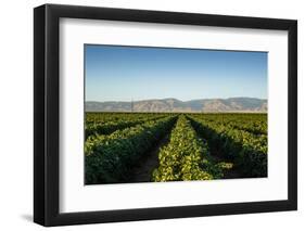 Vineyards in San Joaquin Valley, California, United States of America, North America-Yadid Levy-Framed Photographic Print