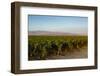 Vineyards in San Joaquin Valley, California, United States of America, North America-Yadid Levy-Framed Photographic Print