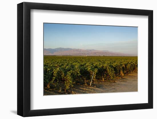 Vineyards in San Joaquin Valley, California, United States of America, North America-Yadid Levy-Framed Photographic Print