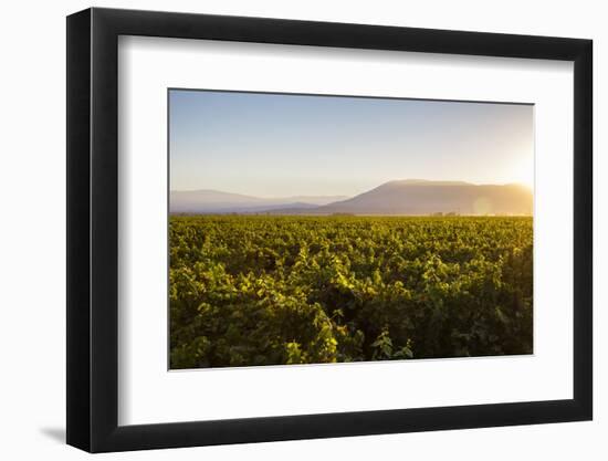Vineyards in San Joaquin Valley, California, United States of America, North America-Yadid Levy-Framed Photographic Print