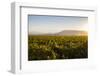 Vineyards in San Joaquin Valley, California, United States of America, North America-Yadid Levy-Framed Photographic Print