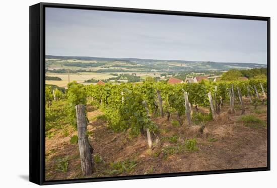 Vineyards in Tharoiseau Near to Vezelay, Yonne, Burgundy, France, Europe-Julian Elliott-Framed Stretched Canvas