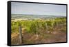 Vineyards in Tharoiseau Near to Vezelay, Yonne, Burgundy, France, Europe-Julian Elliott-Framed Stretched Canvas