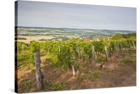 Vineyards in Tharoiseau Near to Vezelay, Yonne, Burgundy, France, Europe-Julian Elliott-Stretched Canvas