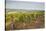 Vineyards in Tharoiseau Near to Vezelay, Yonne, Burgundy, France, Europe-Julian Elliott-Stretched Canvas