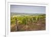 Vineyards in Tharoiseau Near to Vezelay, Yonne, Burgundy, France, Europe-Julian Elliott-Framed Photographic Print