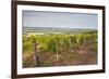 Vineyards in Tharoiseau Near to Vezelay, Yonne, Burgundy, France, Europe-Julian Elliott-Framed Photographic Print