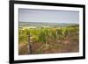 Vineyards in Tharoiseau Near to Vezelay, Yonne, Burgundy, France, Europe-Julian Elliott-Framed Photographic Print