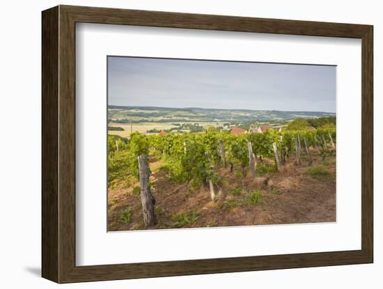 Vineyards in Tharoiseau Near to Vezelay, Yonne, Burgundy, France, Europe-Julian Elliott-Framed Photographic Print