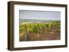 Vineyards in Tharoiseau Near to Vezelay, Yonne, Burgundy, France, Europe-Julian Elliott-Framed Photographic Print