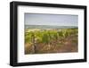 Vineyards in Tharoiseau Near to Vezelay, Yonne, Burgundy, France, Europe-Julian Elliott-Framed Photographic Print
