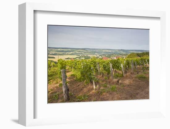 Vineyards in Tharoiseau Near to Vezelay, Yonne, Burgundy, France, Europe-Julian Elliott-Framed Photographic Print