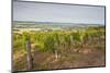 Vineyards in Tharoiseau Near to Vezelay, Yonne, Burgundy, France, Europe-Julian Elliott-Mounted Photographic Print
